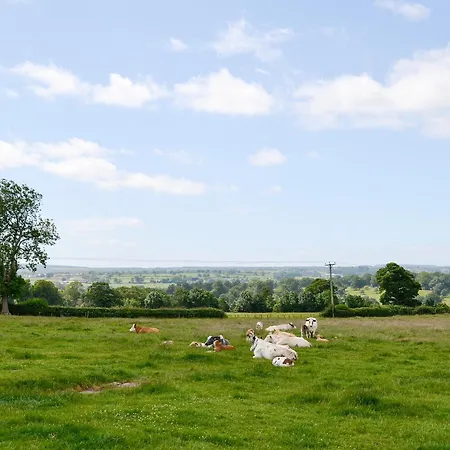 Bramble Ripley (North Yorkshire)
